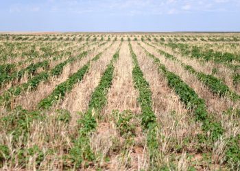 Drought and extreme heat burn through farmers’ margin for error — and it’s only July