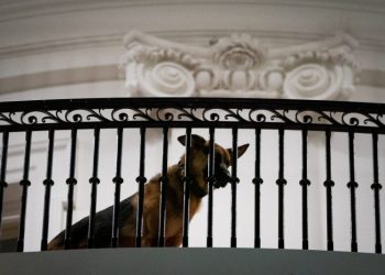 Bidens’ dog bit several Secret Service agents