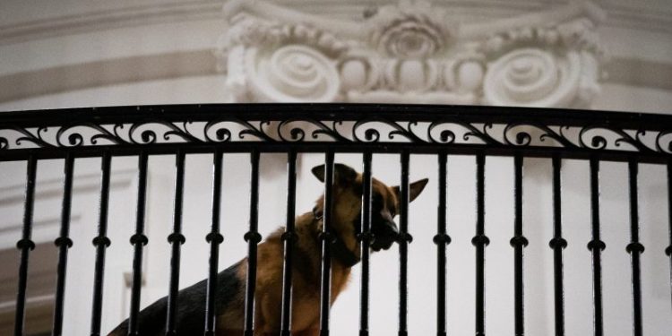 Bidens’ dog bit several Secret Service agents