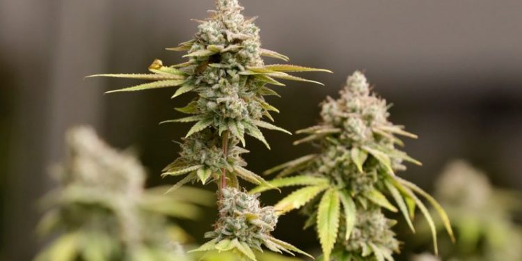 Recreational pot push falls less than 1,000 signatures short of making it onto Ohio ballot