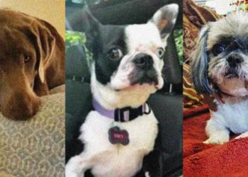 As pet insurance becomes more popular, owners complain about rising prices and denied claims