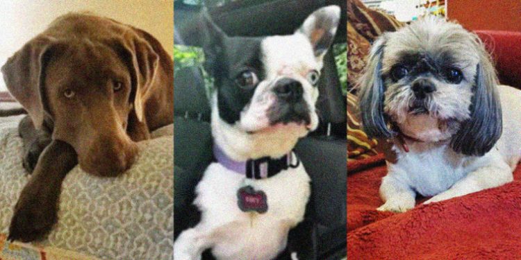 As pet insurance becomes more popular, owners complain about rising prices and denied claims