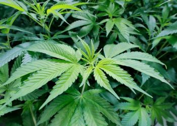 Ohio marijuana legalization proposal set to appear on statewide ballots this fall