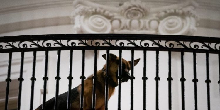 Bidens’ dog bites Secret Service officer in 11th known aggressive incident