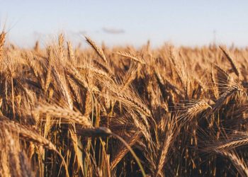 Canadian Wheat Farming: Challenges and Opportunities