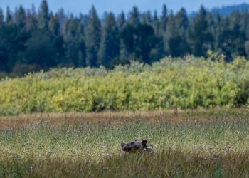 Biden admin moves to unleash apex predator near rural community