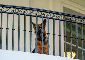 A second Biden dog, Commander, is banished from White House after biting