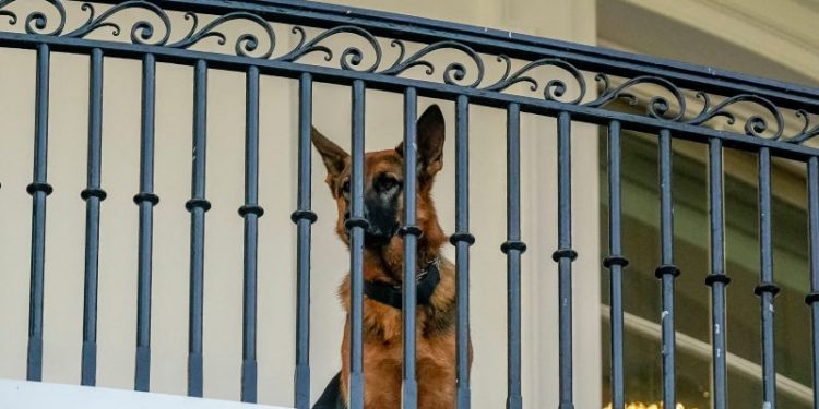 A second Biden dog, Commander, is banished from White House after biting