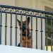 A second Biden dog, Commander, is banished from White House after biting