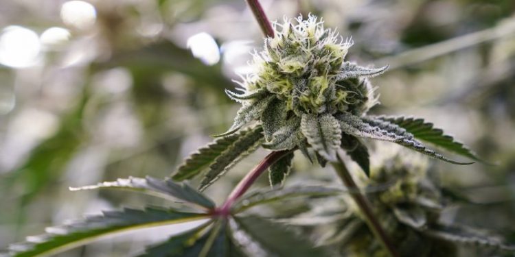 Ohio’s weed win brings new attention to feds and marijuana use