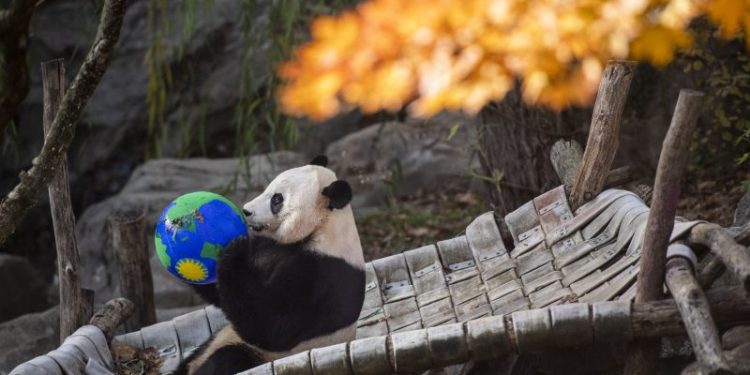 Panda diplomacy to live on? China’s Xi hints U.S. may get more bears.