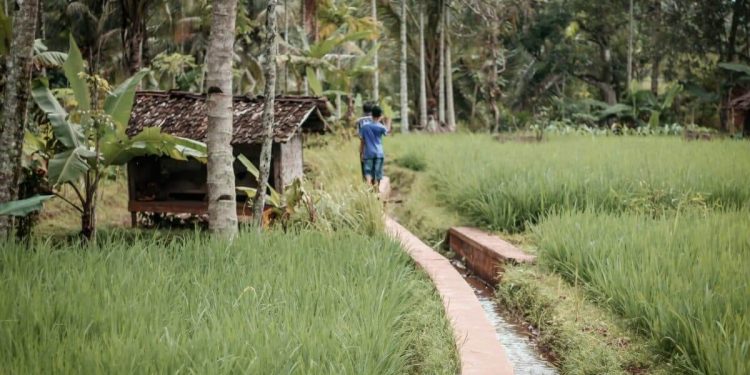 Palm Oil Exports Jump 14% Amid Market Optimism