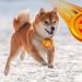 Dogecoin and Shiba Inu: Dogecoin bounced back to EMA200