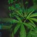 Cannabis Market 2024 Year-End Review