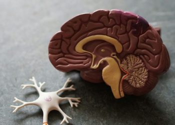 New Harvard Study Links Lithium Deficiency to Alzheimer’s