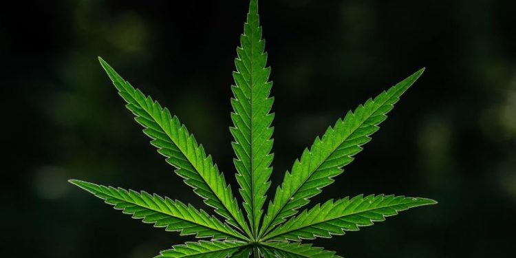 10 Biggest Cannabis Stocks in the US and Canada in 2026